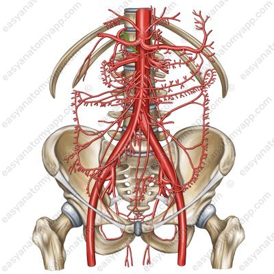 Средняя надпочечниковая артерия (a. suprarenalis media)